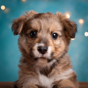 El Sonido De La Vigilancia Nocturna