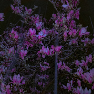 tears & magnolia (Slowed Version)