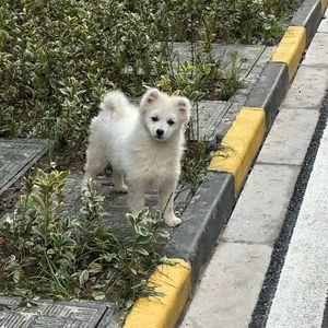 献给小狗的一首歌