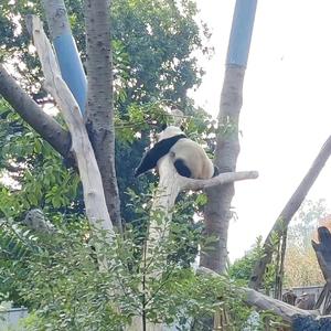 让我感受你cover