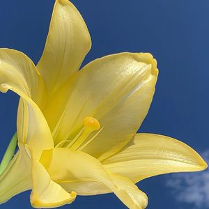 蔷薇吻过的窗台