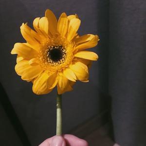 踮起脚尖爱-最终版