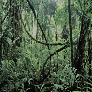 RAINFOREST