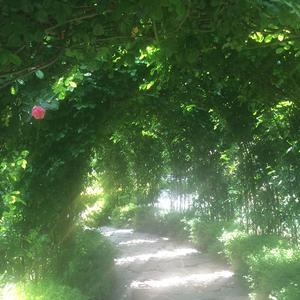 想念拟人化（电吉他）