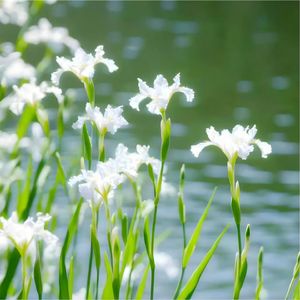 一路温柔一路晴朗（钢琴曲）