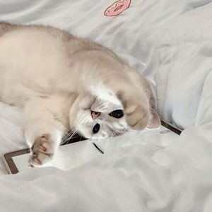 粥宝粥宝 the song of cats