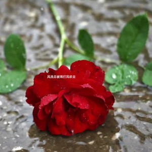 风流总被雨打风吹去