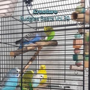 Budgies Beats XVI (Vol XXXIX)