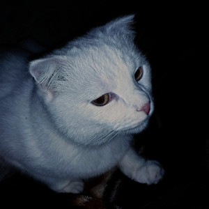 Кошачий гимн (Original Mix)