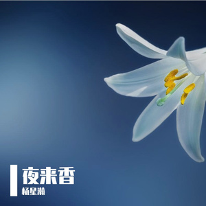 夜来香
