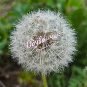 Одуванчик