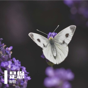 是您