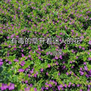 有毒的草开着迷人的花（说唱版）