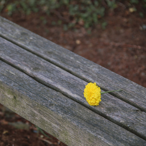 떠오르는 꽃 (Inst.)