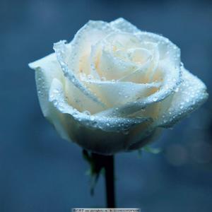 若把你DJ（Jack remix）