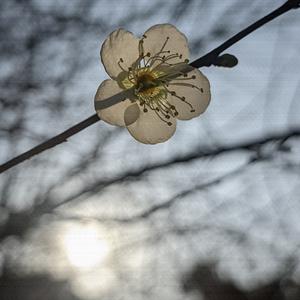 三年 (二胡流行曲纯音乐)