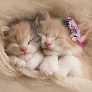 离岸（翻自 苏晗）