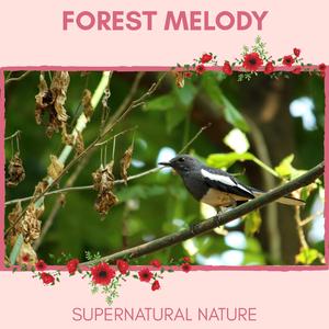 Atractive Bird Chorus