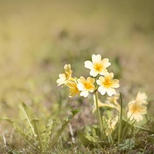 天下第一酒徒（唱：月光兔）（翻自 迷雾）