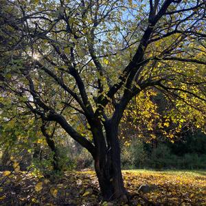 Böceklerin dansı / Dance of bugs