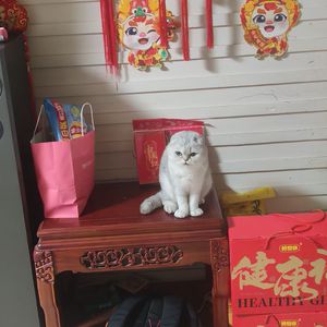 桌上偷薯片的猫