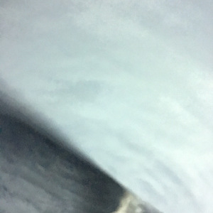 鲸