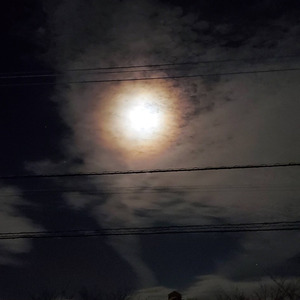 おやすみリリー