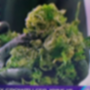 Brip (feat. Famo banga)