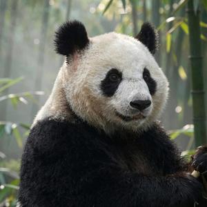 さよならパンダ君