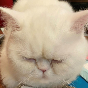 くうちゃん くうちゃん