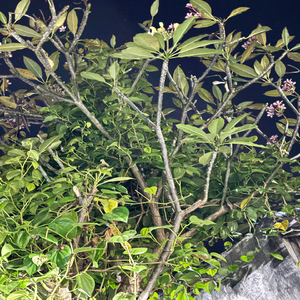 Anying Banget (Remix)