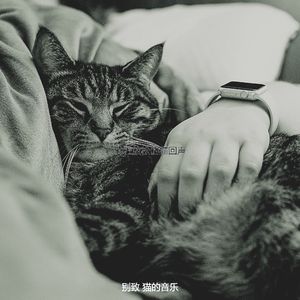 温和小猫梦想