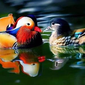 新鸳鸯蝴蝶梦+诗人的旅途——《我们的歌》（翻自 费玉清&阿云嘎）（翻自 费玉清）