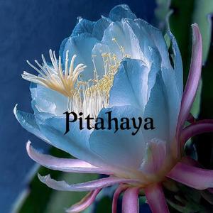 Pitahaya