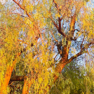 debajo de un arbol