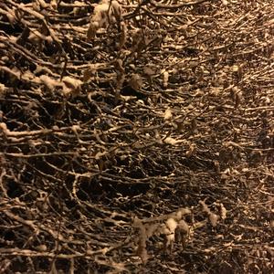 Lustre Less ((Drummer Left The Band))