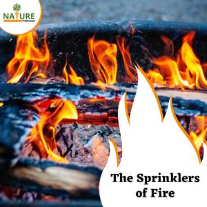 Fire Being Fed of Greens