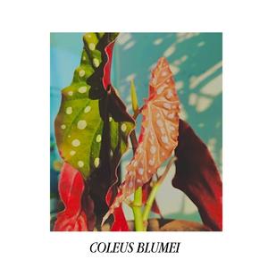 Coleus Blumei