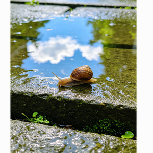 雨后的小确幸