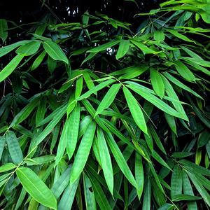 阿里郎 (经典老歌笛子纯音乐)