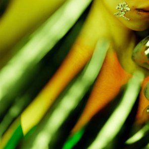 分离ayril dim (remix )