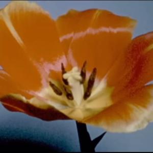 Lied again (prd. TAC 4) (feat. JTen)