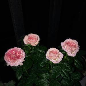 Ali Gatie-心碎热线（BF remix）