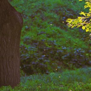 The Greenish Journey