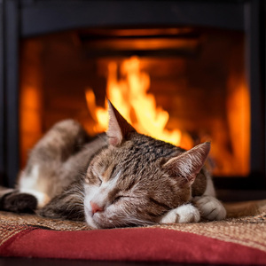 Huellas De Gato Sutiles