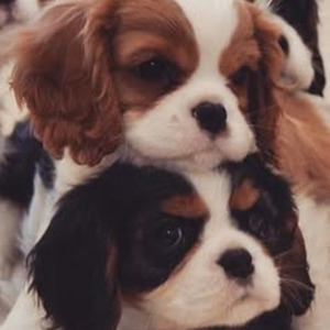 Ring Dinge Ding (sped up)