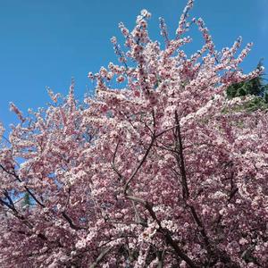 美丽的(Prod.by 房间里的大象)