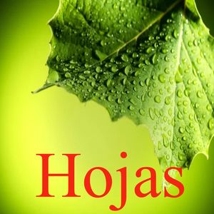 Hojas