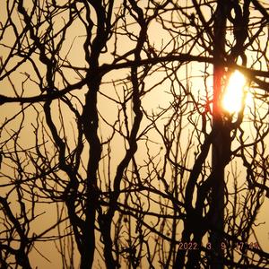 活在污水塘里的两片叶子