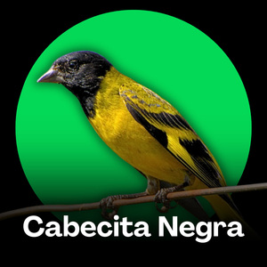 Cabecita Negra - Trino Relajante